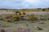 View towards the arrow. There is a light green patch near the skyline. The arrow is in the gorse bushes just to the right of this.
